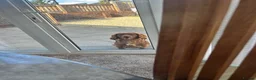Cocker Spaniel dogs for sale: Lucky  - Advert 6