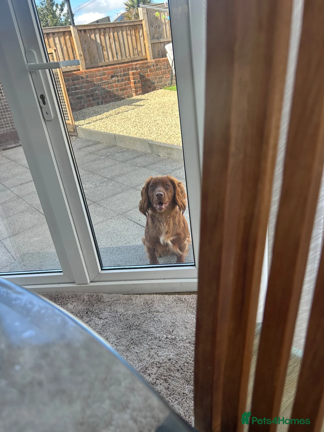 Cocker Spaniel dogs for sale: Lucky  - Advert 6