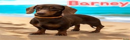 Miniature Dachshund dogs for stud: Barney chocolate and tan stud  in Mansfield - Advert 2