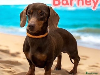 Miniature Dachshund dogs in Mansfield - Advert 39
