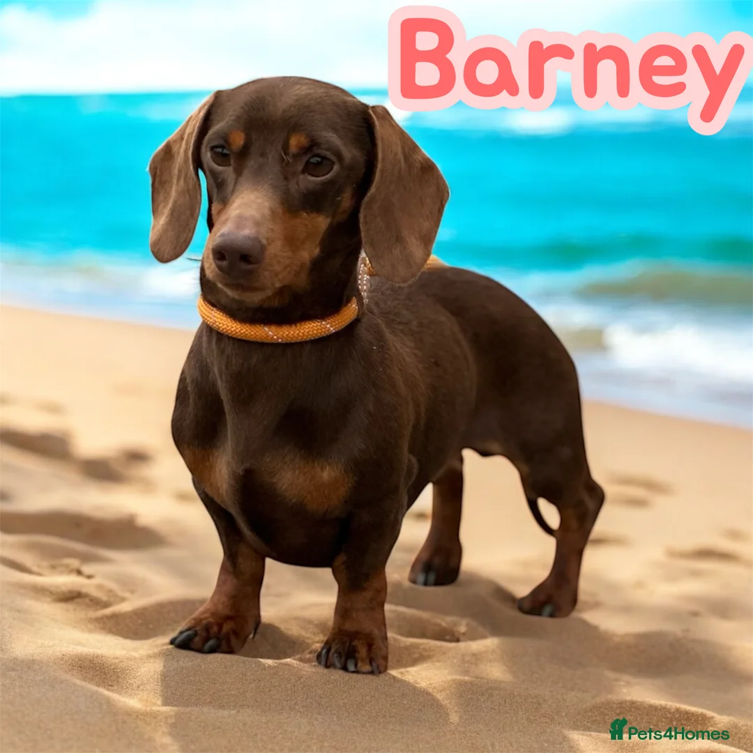 Miniature Dachshund dogs for stud: Barney chocolate and tan stud  in Mansfield - Advert 2