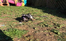 Mixed Breed dogs for sale: 3 BOYS LEFT - American Staffordshire bull terriers - Image 14