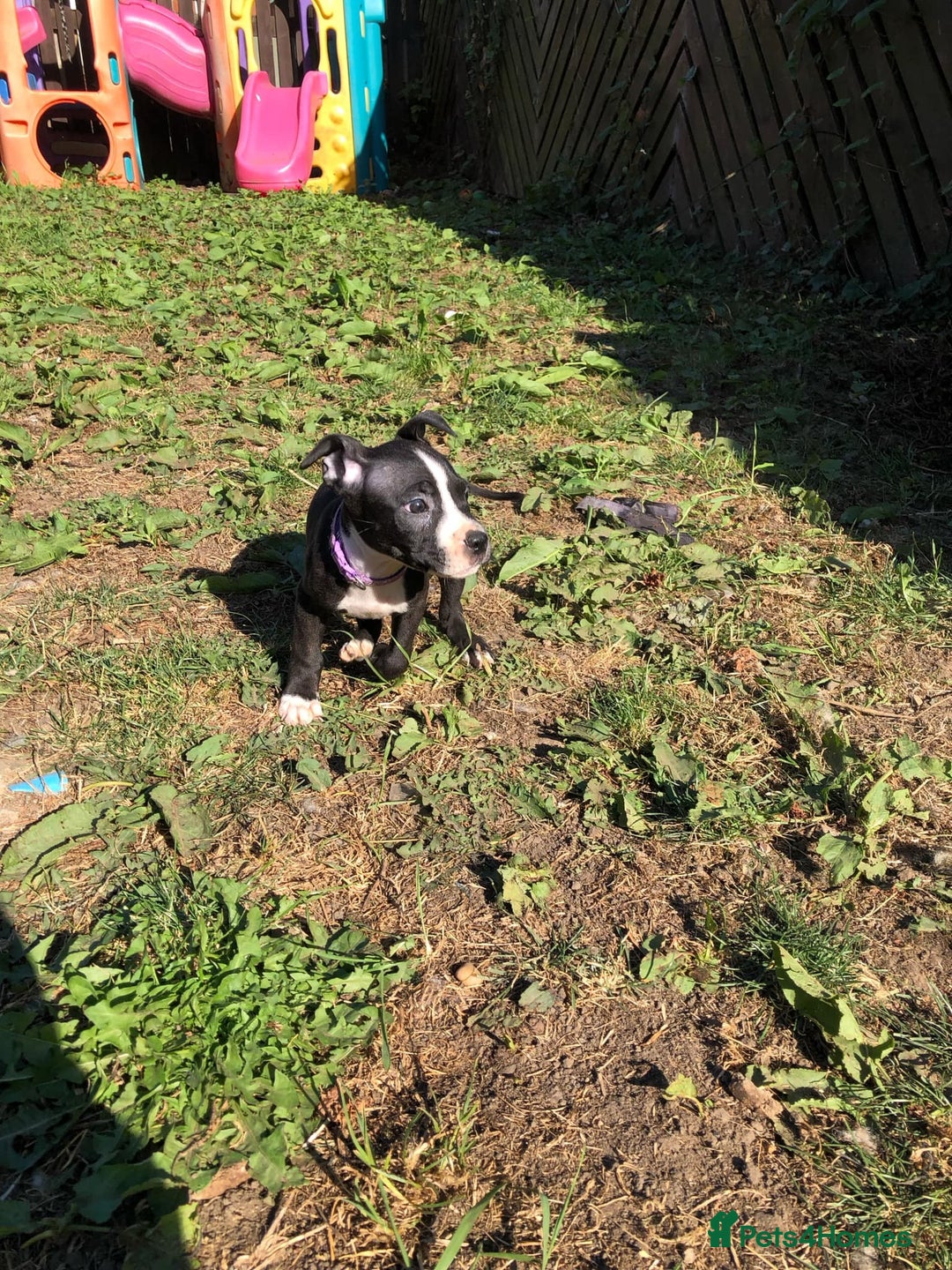 Mixed Breed dogs for sale: 3 BOYS LEFT - American Staffordshire bull terriers - Image 14