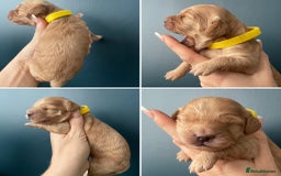 Cockapoo dogs for sale: Third Gen Cockapoos  - Image 8