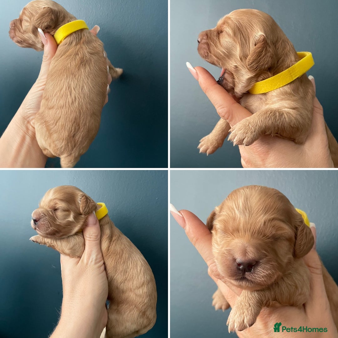 Cockapoo dogs for sale: Third Gen Cockapoos  - Image 8