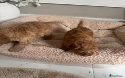 Cockapoo dogs for sale: stunning litter of cockapoo puppies  - Image 14