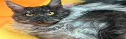 Maine Coon cats for sale: Loki  - Advert 3
