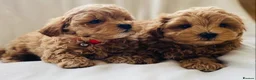Maltipoo dogs for sale: Sensational toy maltipoo litter in Rochester - Advert 11