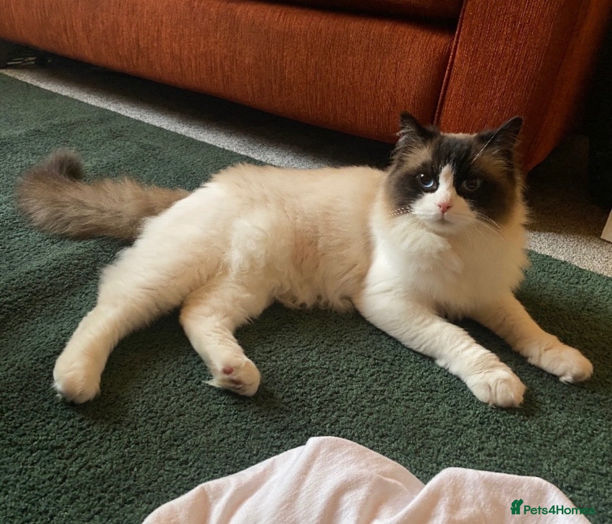 Ragdoll cats Beautiful Seal Bicolour Ragdoll Cat 18 Months Male - Advert 3