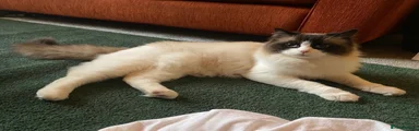 Kiwi