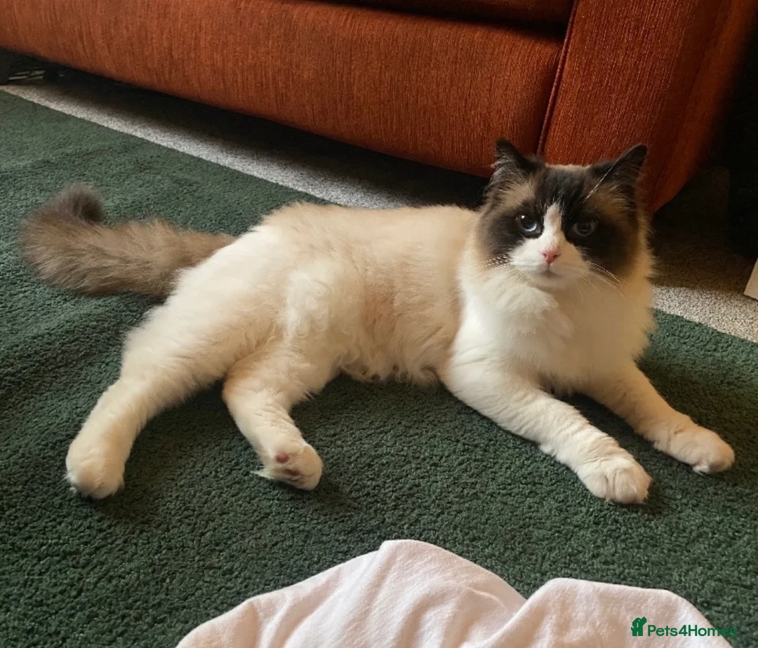 Ragdoll cats for sale: Beautiful Seal Bicolour Ragdoll Cat 18 Months Male - Advert 1