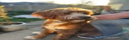 Labradoodle dogs for stud: Stunning Fox Red Labradoodle Stud - Advert 5