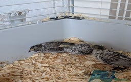 Quail poultry for sale: Button quail - Image 4