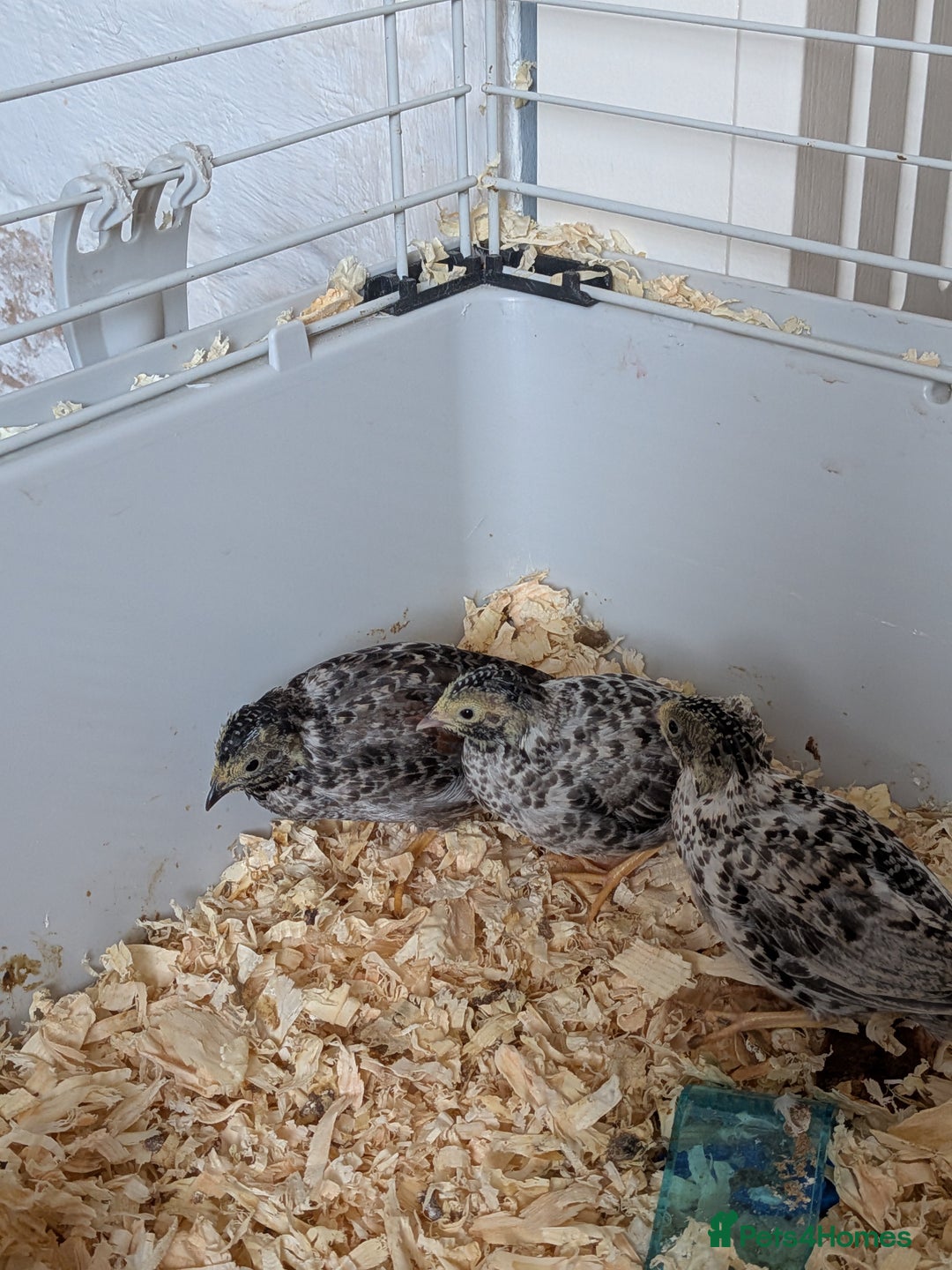 Quail poultry for sale: Button quail - Image 4