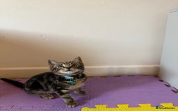 Domestic Shorthair cats for sale: 5 Kittens Looking For A Good Home - Image 18