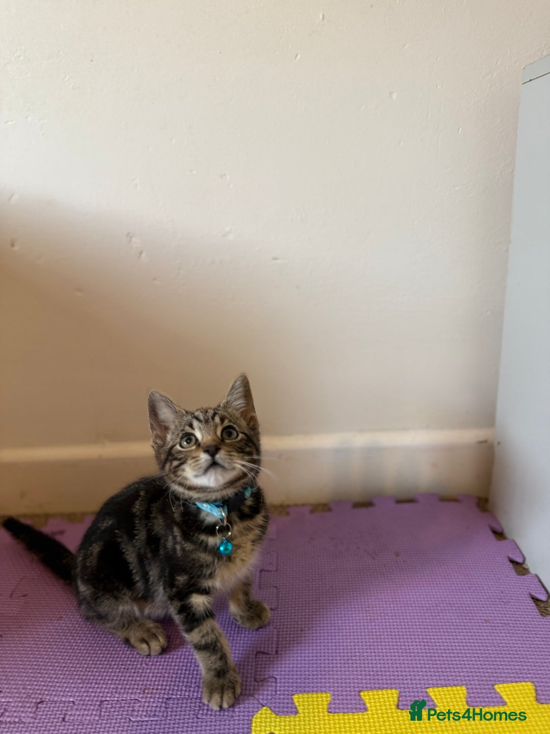 Domestic Shorthair cats for sale: 5 Kittens Looking For A Good Home - Image 18