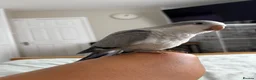 Parrots birds for sale: LAST hand reared Quaker baby - Advert 3