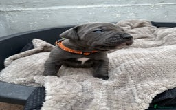 Cane Corso dogs for sale: Stunning blue cane corso litter - Image 11