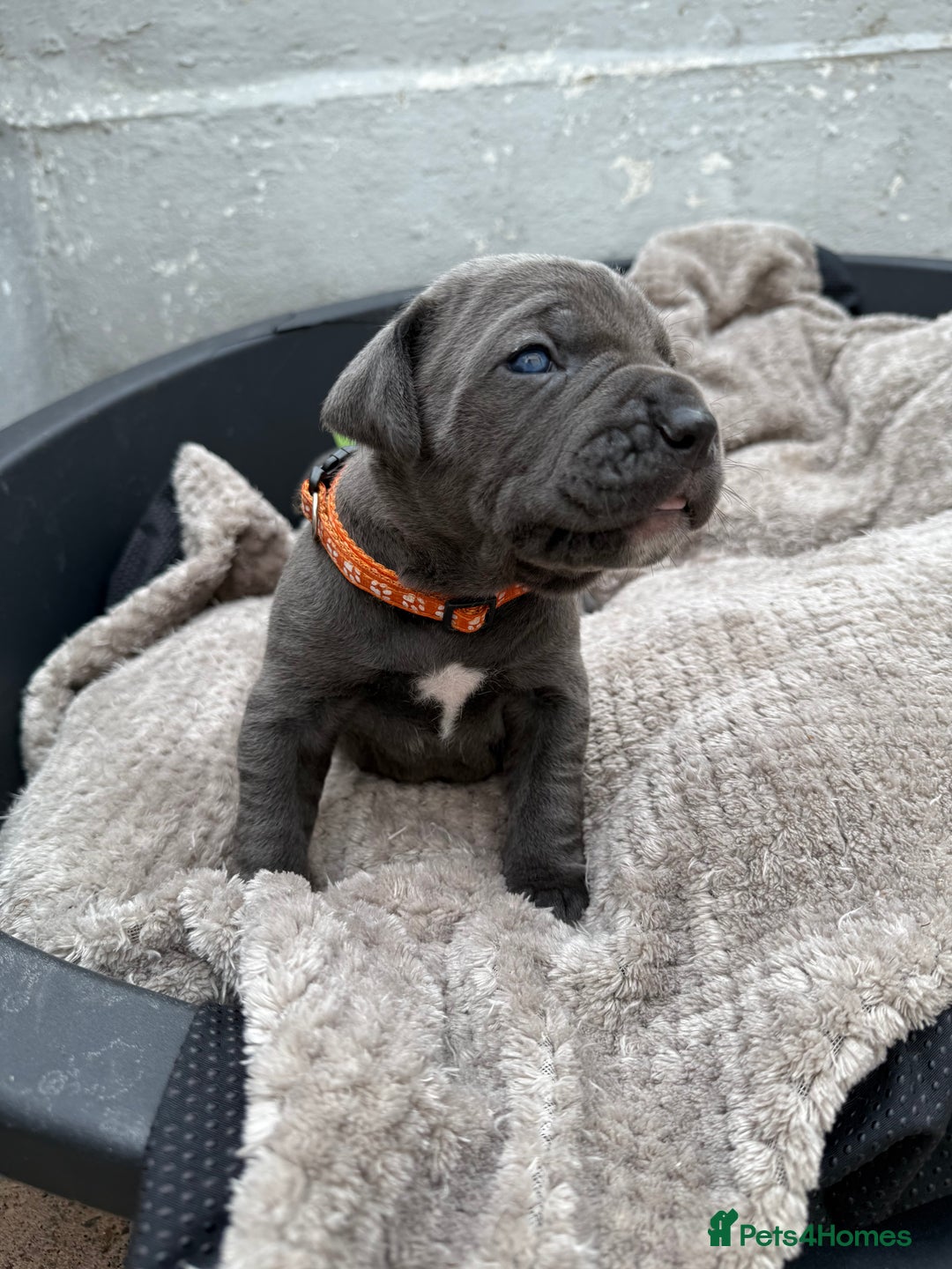 Cane Corso dogs for sale: Stunning blue cane corso litter - Image 11