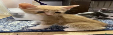 Kitten 1