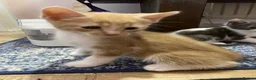 British Shorthair cats for sale: Final British Blue Cross Kitten – Ready NOW! - Advert 7