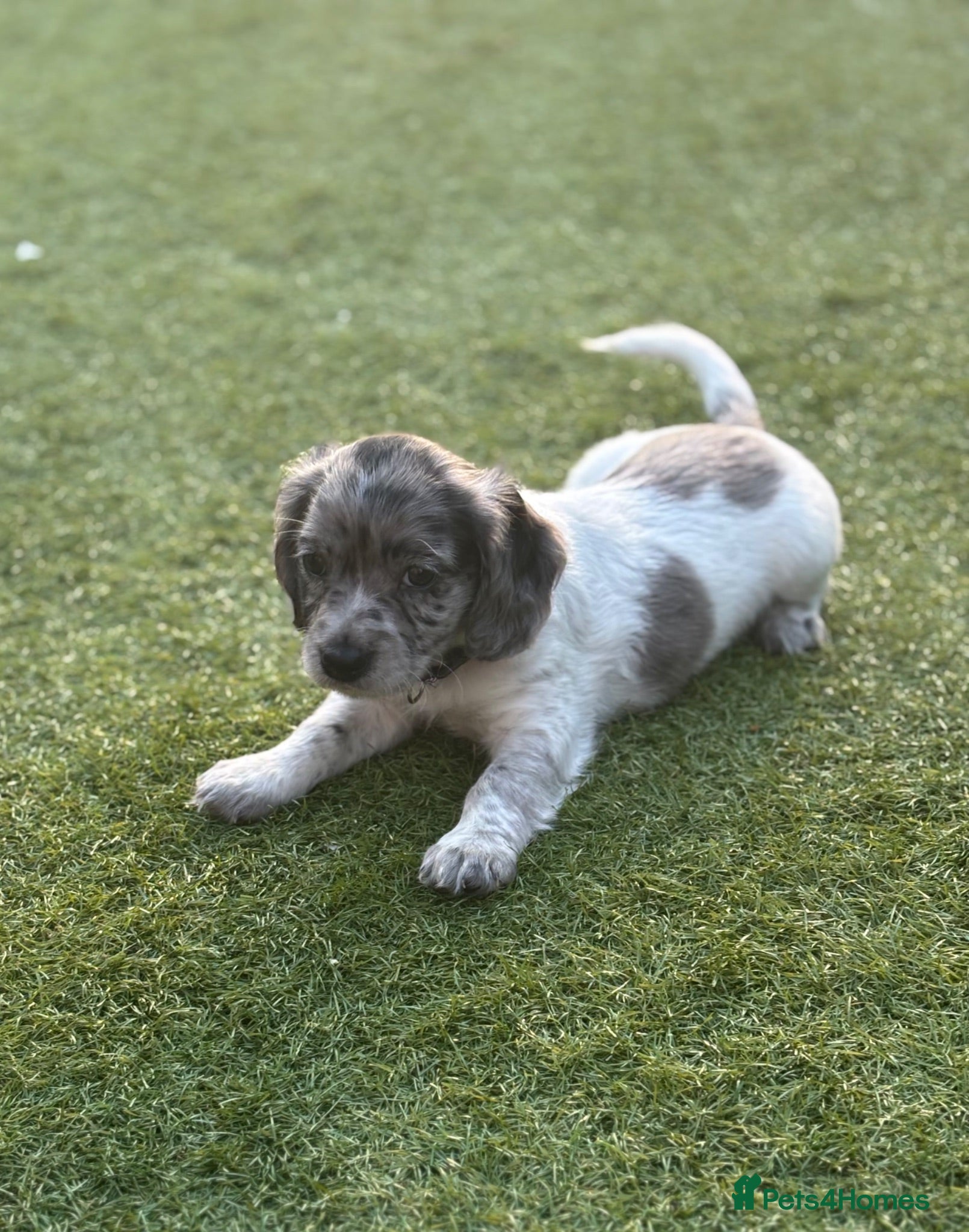 Mixed Breed dogs Ready now ❤️ 2 girls left ❤️  - Advert 2