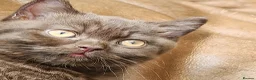 British Shorthair cats for sale: Gorgeous chunky chocolate boy  - Advert 2