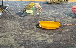 Budgerigars birds for sale: 2 budgies and cage with stand  - Image 2