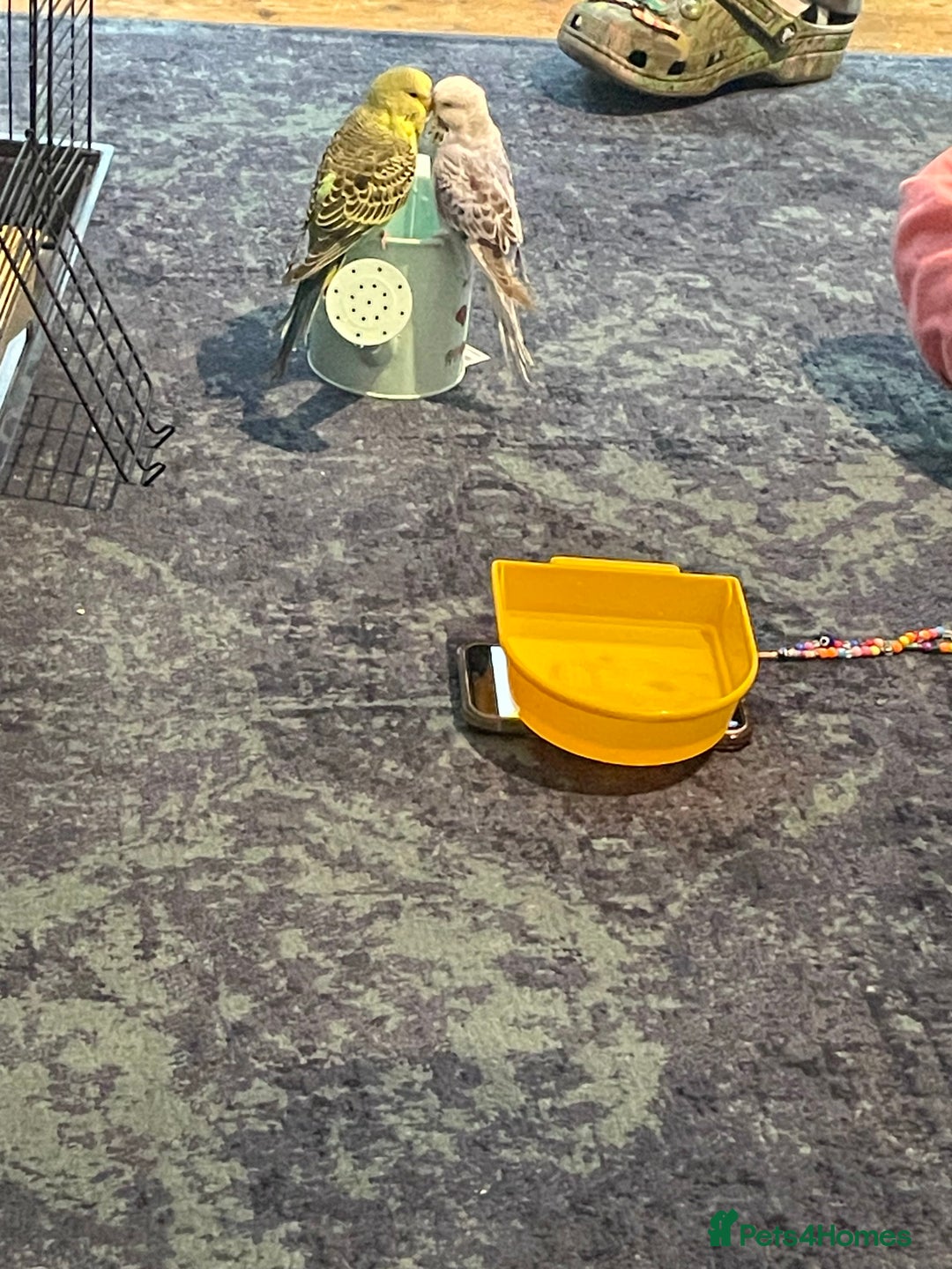 Budgerigars birds for sale: 2 budgies and cage with stand  - Image 2