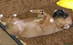 Boxer dogs for sale: Beautiful litter of six - Advert 3