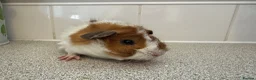 Guinea Pig rodents for sale: Gorgeous piggie ready for new home  - Advert 7