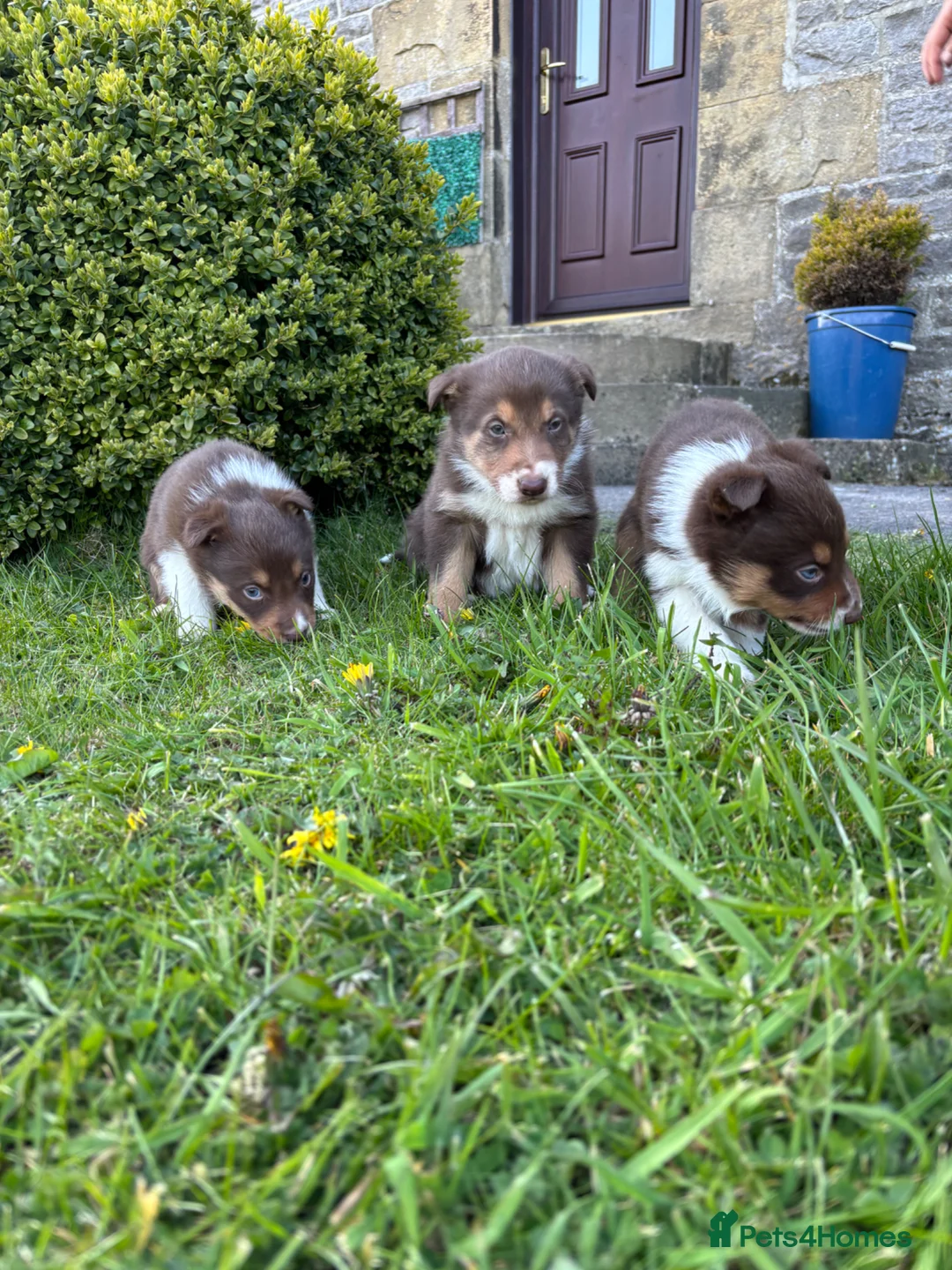 Border Collie dogs for sale: 6 Border Collie Puppies  - Advert 2