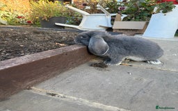 French Lop rabbits for sale: 3 Giant French Lops Bunnies 🐰🩵 - Image 2