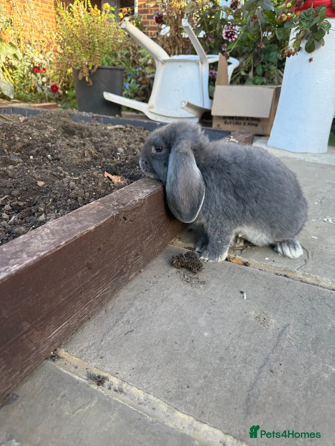 French Lop rabbits for sale: 3 Giant French Lops Bunnies 🐰🩵 - Image 2