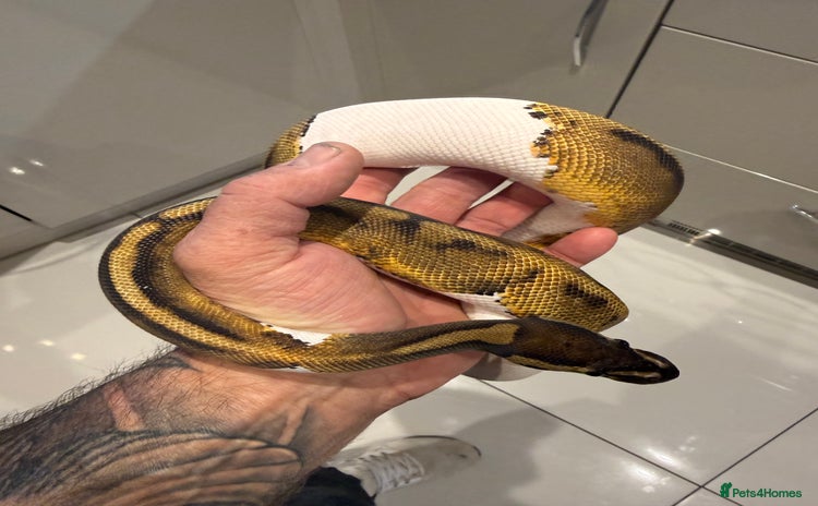 Python Snake reptiles in Bromsgrove - Advert 6
