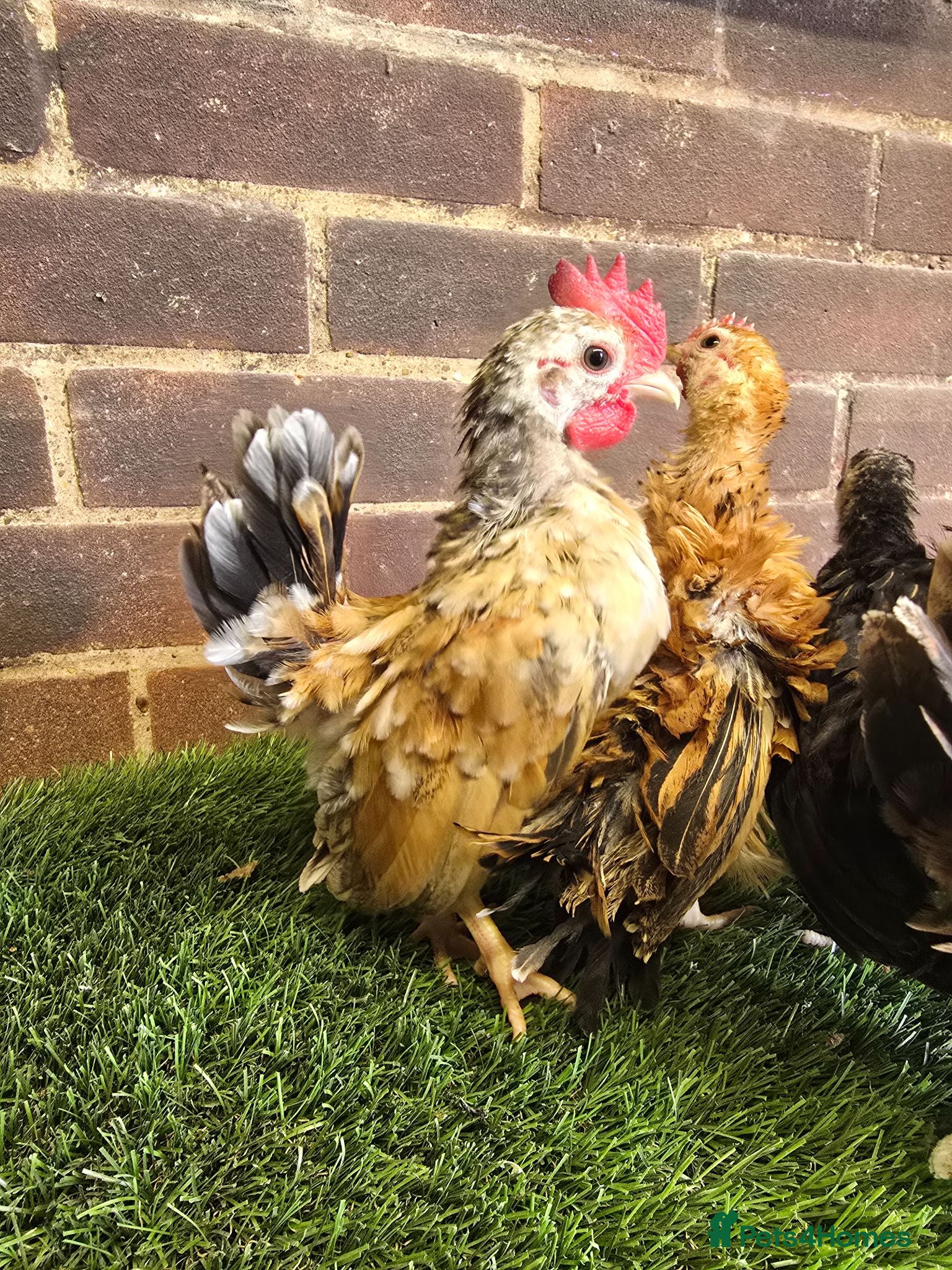 Chickens poultry Serama Cockerels  - Advert 15