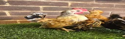 Chickens poultry for sale: Serama Cockerels  - Advert 5