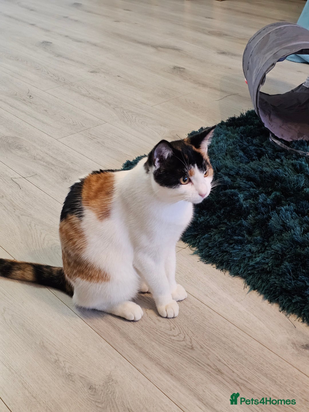 Domestic Shorthair cats for sale: Winky - Calico Cat - Female - Advert 6