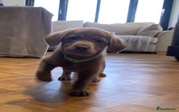 Labrador Retriever dogs for sale:  Ready for collection from today 🩶💚🩶   - Image 34