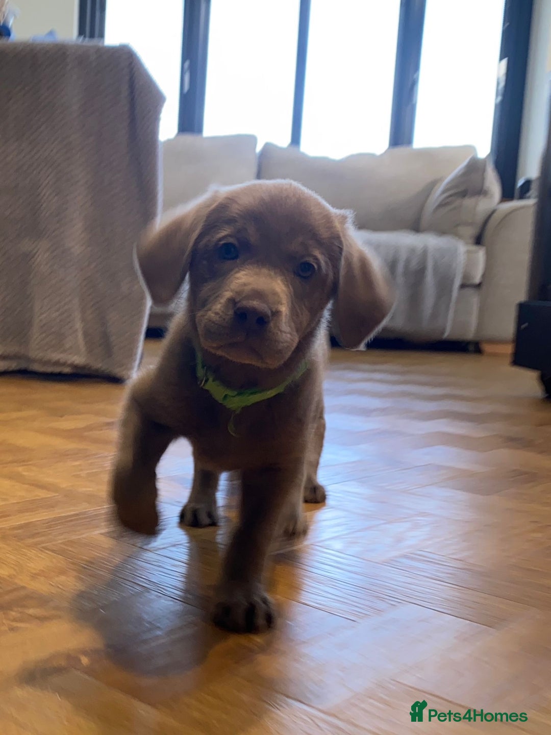 Labrador Retriever dogs for sale:  Ready for collection from today 🩶💚🩶   - Image 34