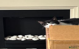 Mixed Breed cats for sale: Kitten for sale - Image 7