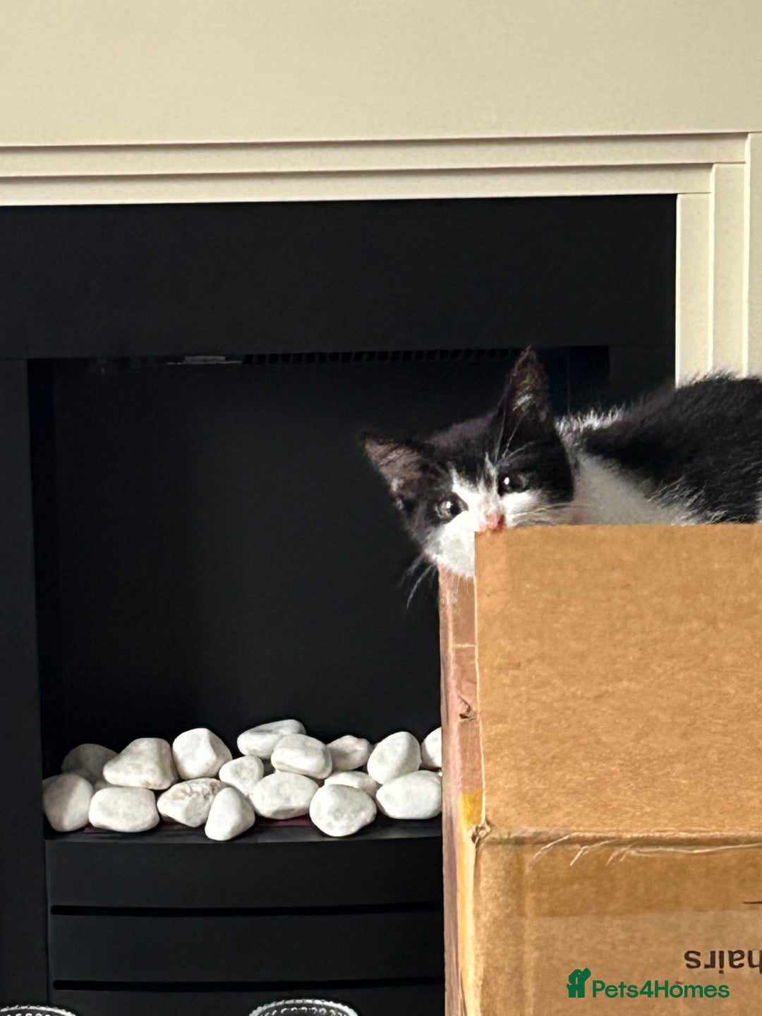 Mixed Breed cats for sale: Kitten for sale - Image 7