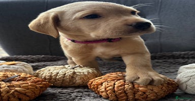 Labrador Retriever dogs - Advert 4