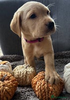 Labrador Retriever dogs - Advert 8