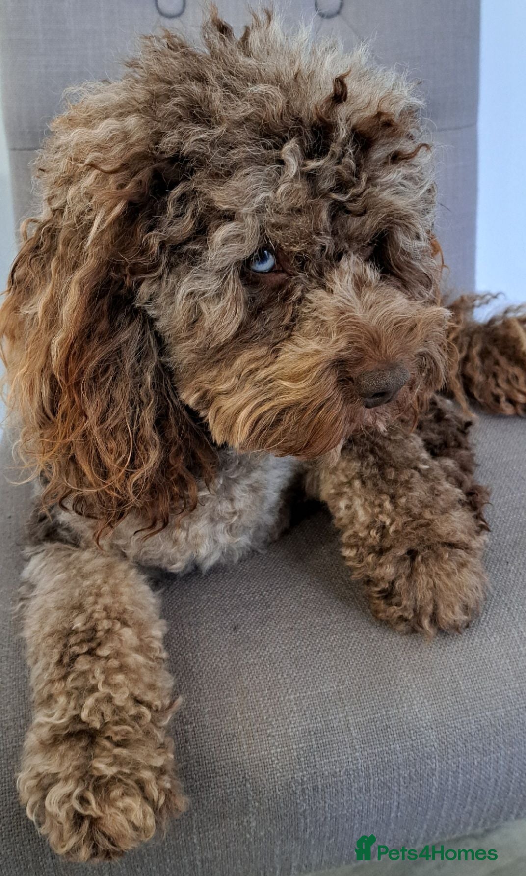 Cockapoo dogs Cockapoo stud F1b chocolate merle, health tested  - Advert 23