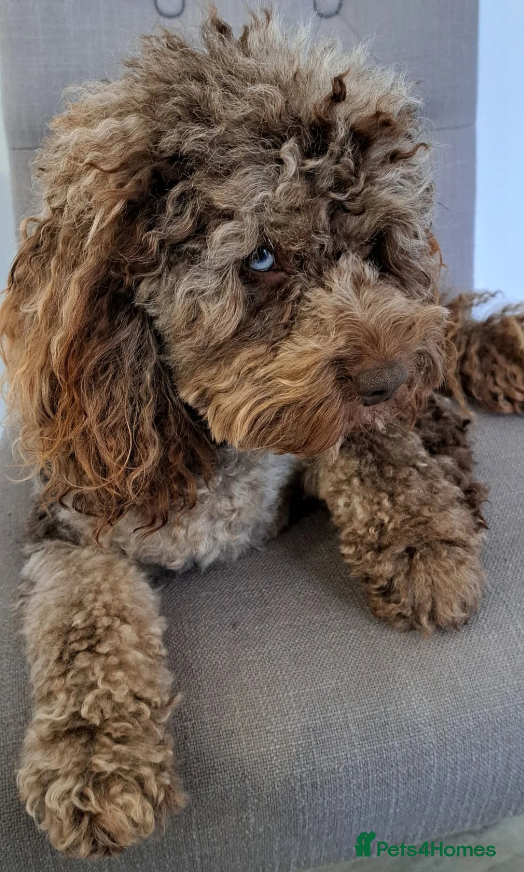 Cockapoo dogs for stud: Cockapoo stud chocolate merle DNA tested proven  - Advert 1