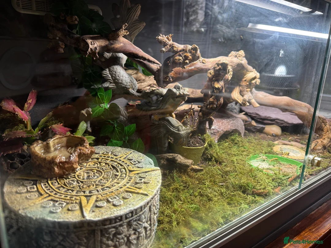 Leopard Gecko reptiles for sale: Leopard Gecko full setup and lizard - Advert 5