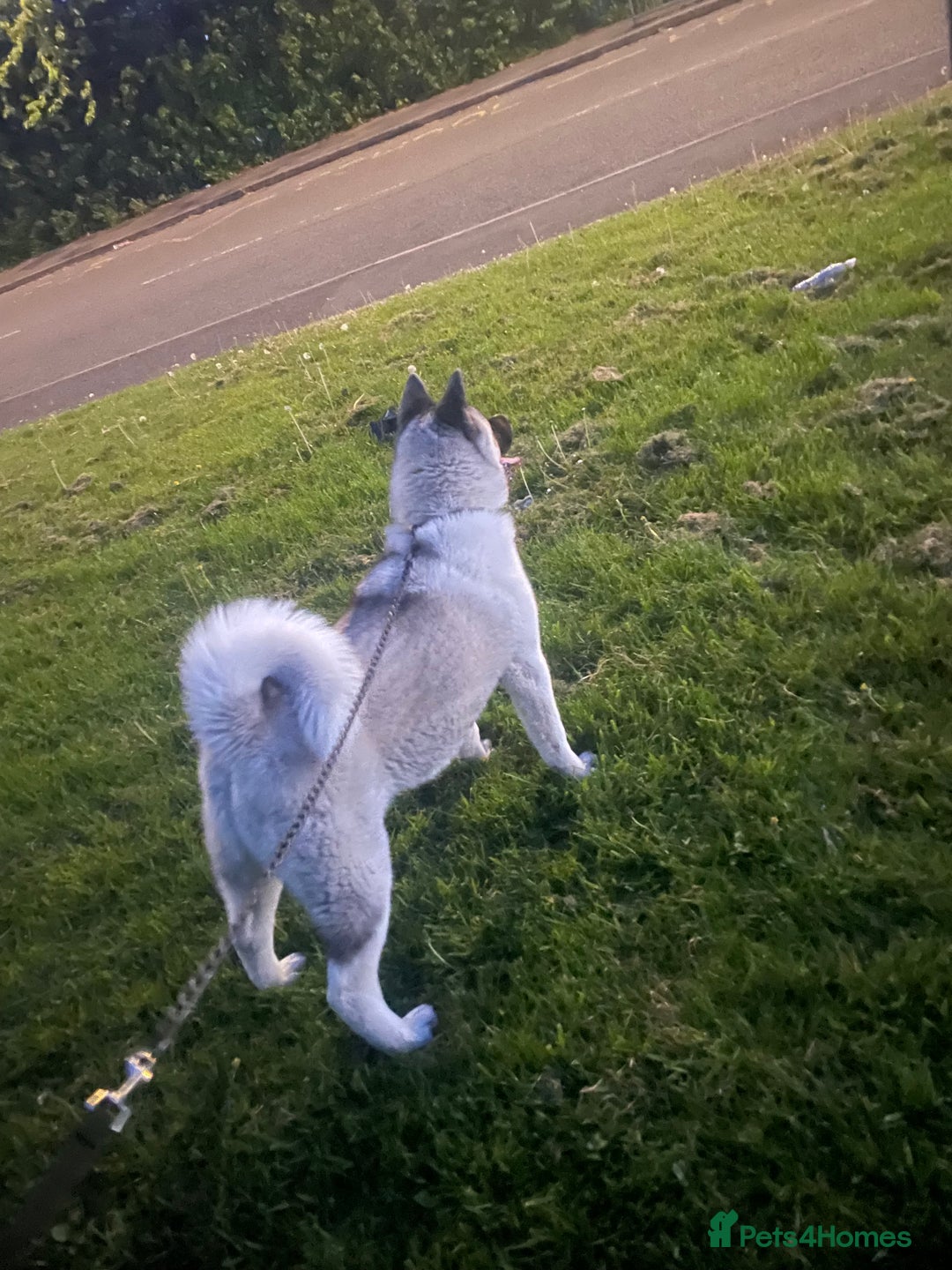 Akita dogs for sale: AMERICAN AKITA FEMALE FOR SALE - Advert 2