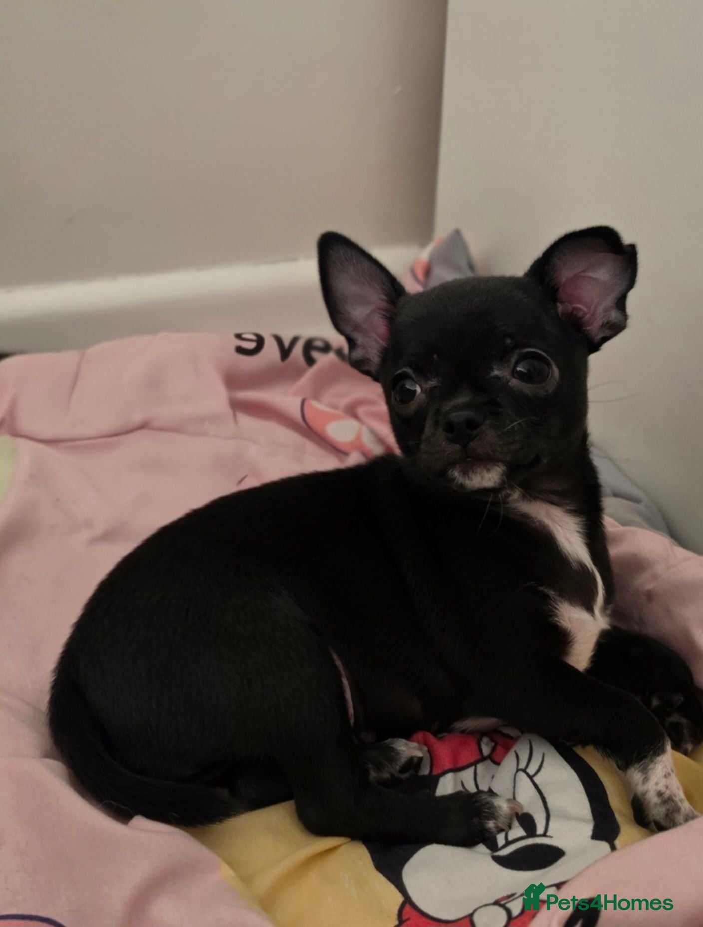 Chihuahua dogs 🐾Chihuahua Girls ready for forever loving homes - Advert 2