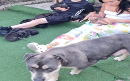 American Bull Staffy dogs for sale: Adorable American Staffordshire Terrier Puppies - Image 11